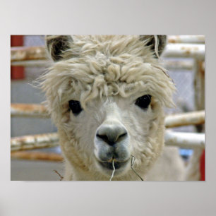 Alpaca Poster