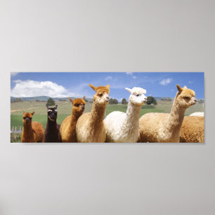 Alpaca Poster Line Up