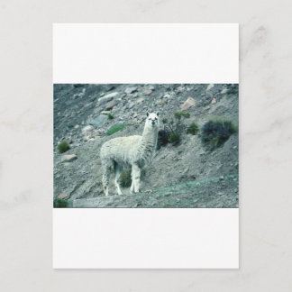 Alpaca Postkarte