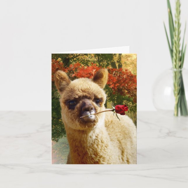 Alpaca-Rose-Mitteilungskarten Karte (Vorderseite)