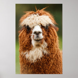 Alpaca Smiles Poster