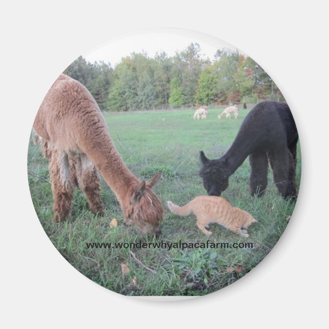 Alpaca und Katzen Magnet (Vorne)