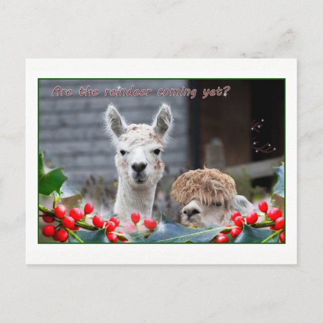 Alpaca Weihnachten (Vorderseite)