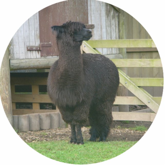 Alpaca Weihnachtsschmuck Fotoskulptur Ornament (Vorne)