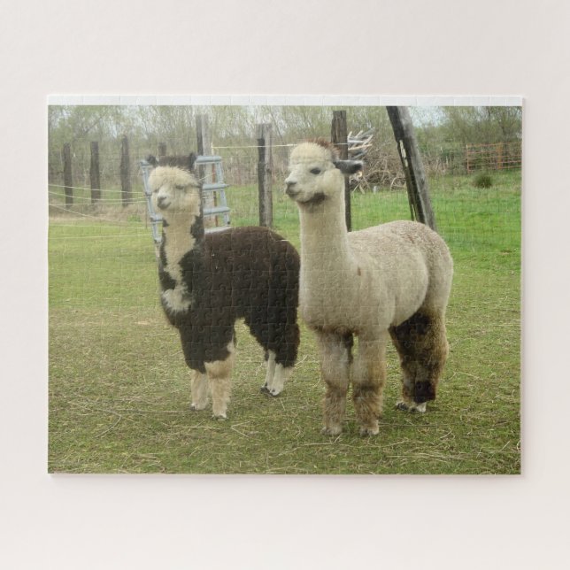 Alpacas (Horizontal)