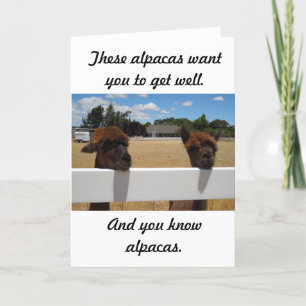 Alpacas in Templeton, California Karte