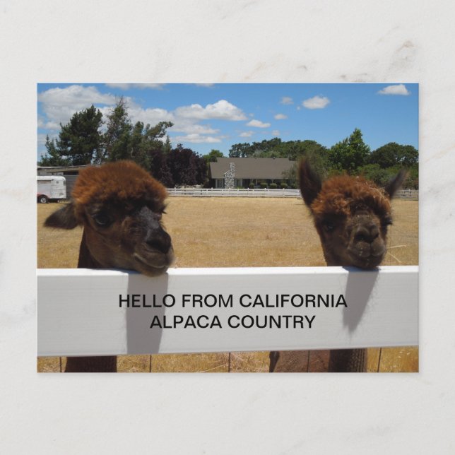 Alpacas in Templeton, Kalifornien Postkarte (Vorderseite)