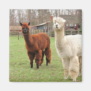 Alpacas laineux ~ aimant