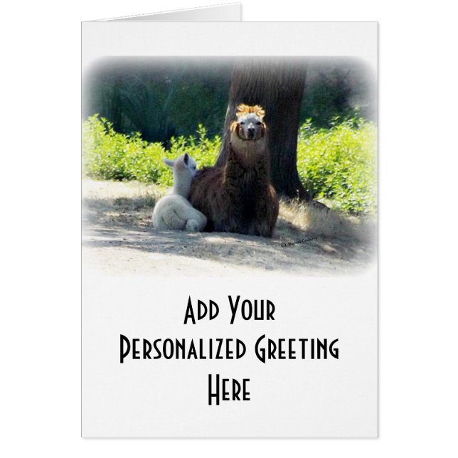 Alpaga - maman et bébé (Devant)