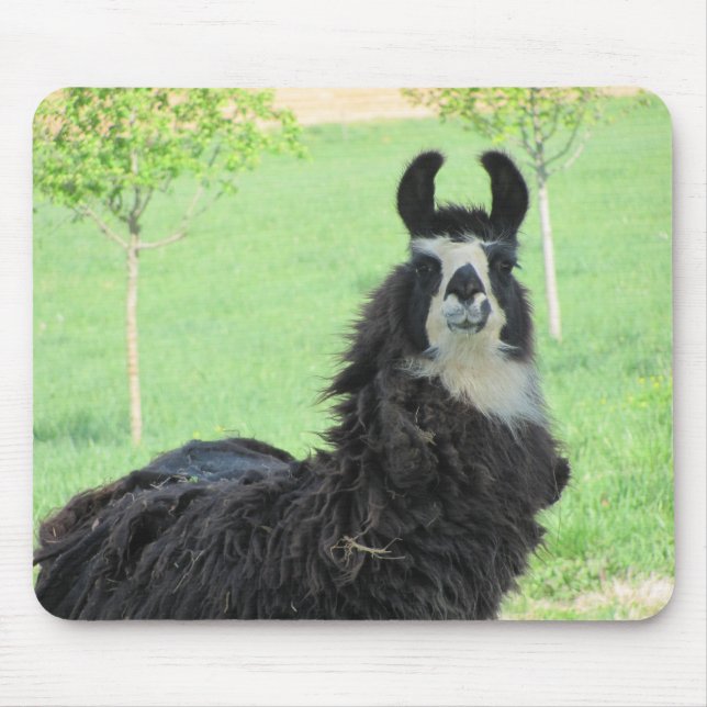 Alpaga, tapis de souris de lama (Devant)