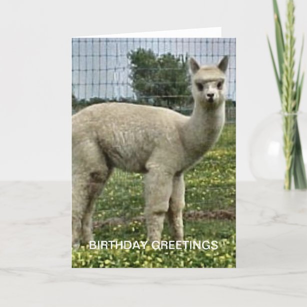 Alpaka Geburtstagskarten Zazzle.ch