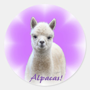 Alpaka-Hoffnungs-Aufkleber Runder Aufkleber