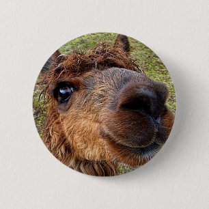 Alpaka-Knopf Button