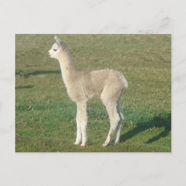 Alpaka-Krippe Postkarte (Vorderseite)