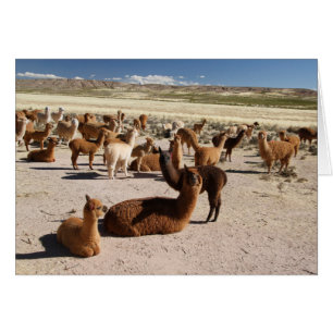 Alpaka-Lama-Herden-Satz in Bergen Boliviens Anden