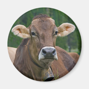 Alpaka-Magnet für Kühe Magnet