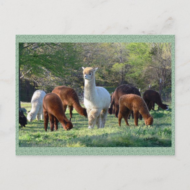 Alpaka-Pferdeschlitten-Schönheits-Postkarte Postkarte (Vorderseite)