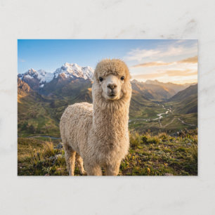Alpaka postkarte