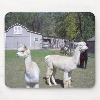 Alpaka-Tage Mousepad