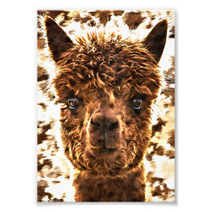 Alpaka-Vollgesichter Fotodruck