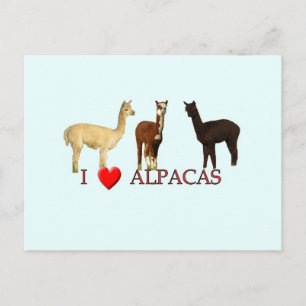 Alpakas Postkarte