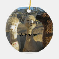 Alpakas! Verzierung