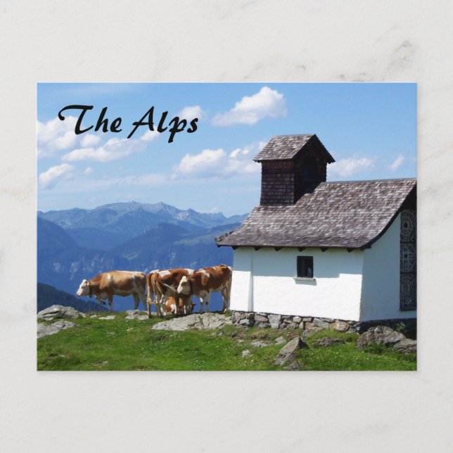 Alpen Bergwelt Landschaft mit Alpenkühen Postkarte (Vorderseite)