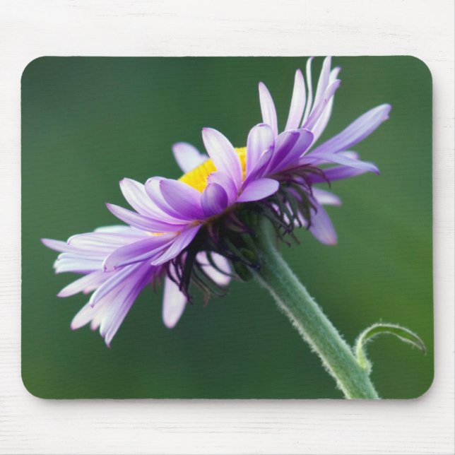 Alpen-Gänseblümchen Mousepad (Vorne)