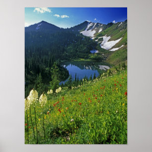 Alpenblumen im Jewel Basin in der Poster