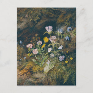 Alpenflora   Theodor Petter Postkarte