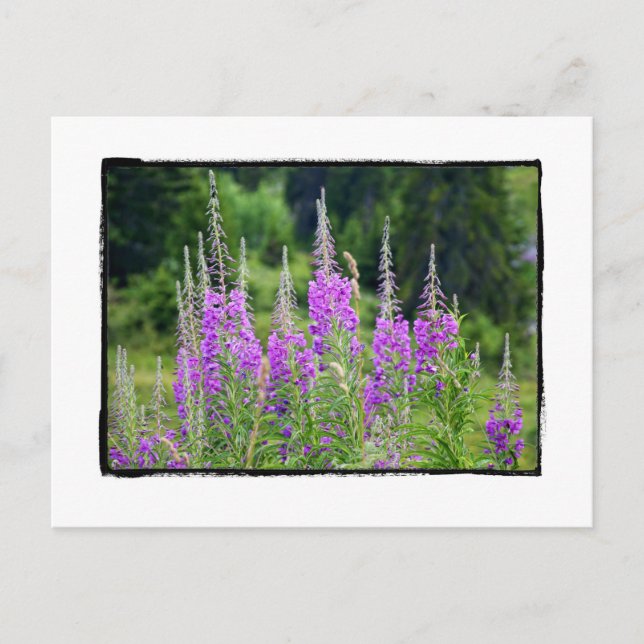 Alpenische Blume Wiese La Berneuse Leysin Postkarte (Vorderseite)