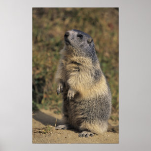 Alpenmurmeltier, Marmota marmota, erwachsen stehen Poster