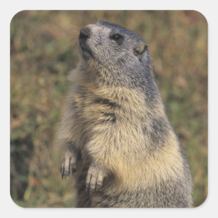 Alpenmurmeltier, Marmota marmota, erwachsen stehen Quadratischer Aufkleber