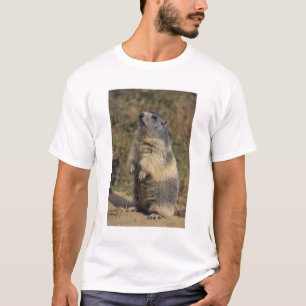 Alpenmurmeltier, Marmota marmota, Erwachsener steh T-Shirt
