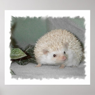 Alpenschneehuhn der Igel Poster