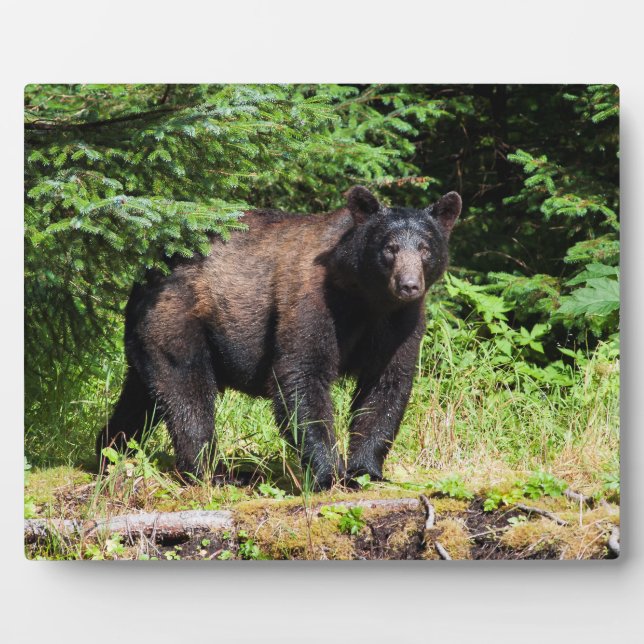 Alpha Black Bear Fotoplatte (Vorderseite)
