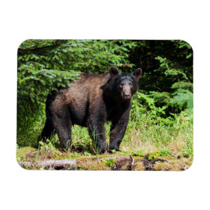 Alpha Black Bear Magnet