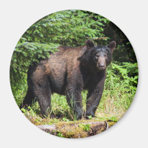 Alpha Black Bear Magnet