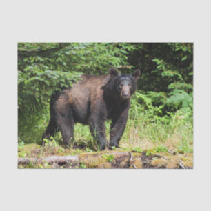 Alpha schwarzer Bär Seidenpapier