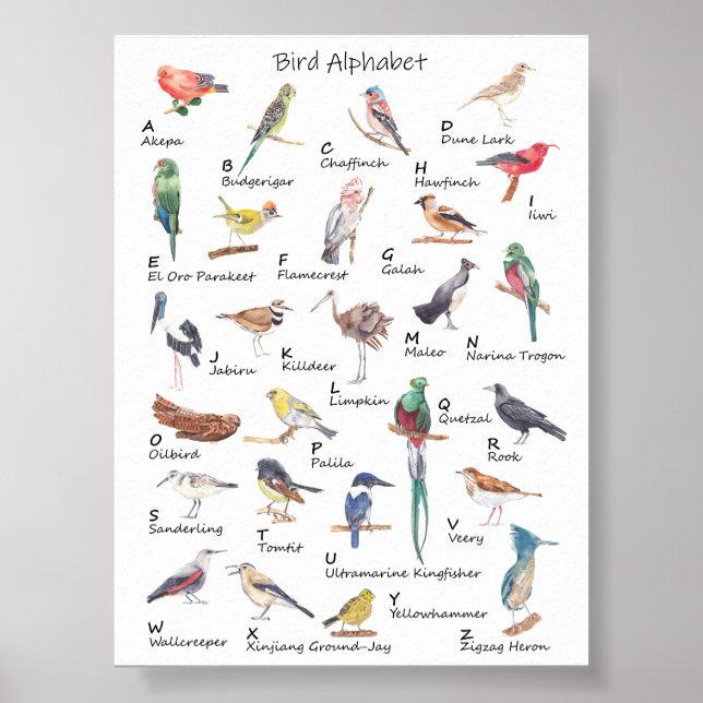 Alphabet avien : Poster de A à Z d'oiseaux (Devant)