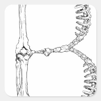 Alphabet Bone Letter B Quadratischer Aufkleber