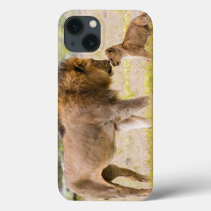 Alphamännlicher Löwe inspiziert Jungtier iPhone 13 Hülle
