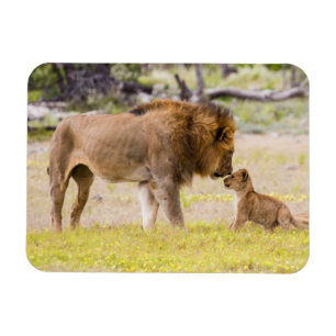 Alphamännlicher Löwe inspiziert Jungtier Magnet