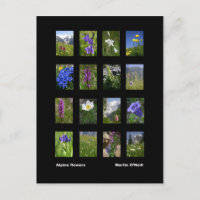 Alpine Blume Postkarte