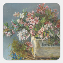 Alpine Rose in einer Windows Box - Andreas Lach