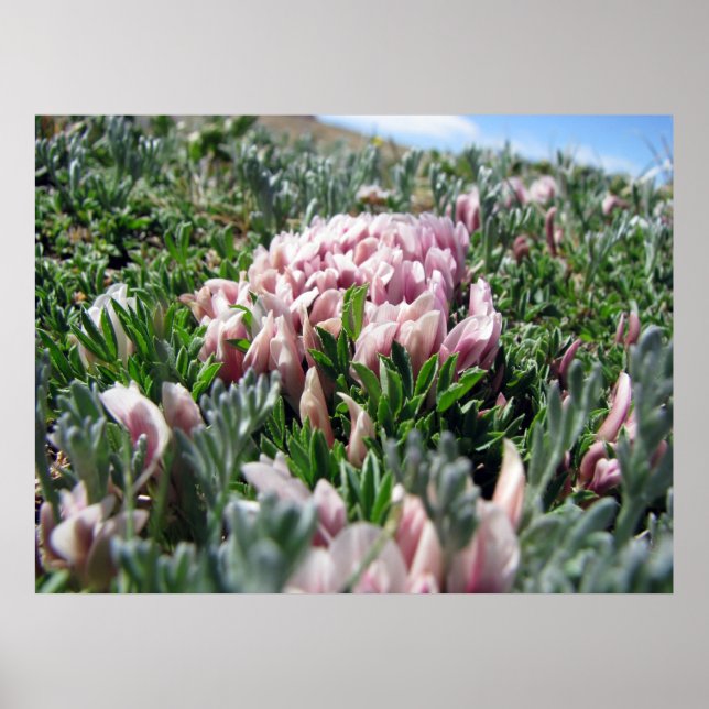 Alpine Tundra-Serie Poster (Vorne)