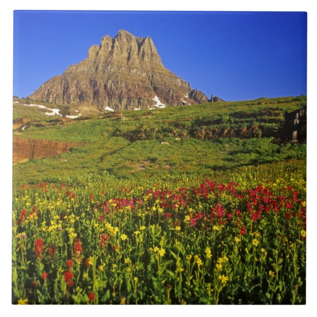 Alpine Wildblumen am Logan Pass im Gletscher Fliese (Vorderseite)