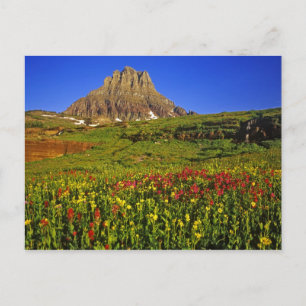 Alpine Wildblumen am Logan Pass im Gletscher Postkarte