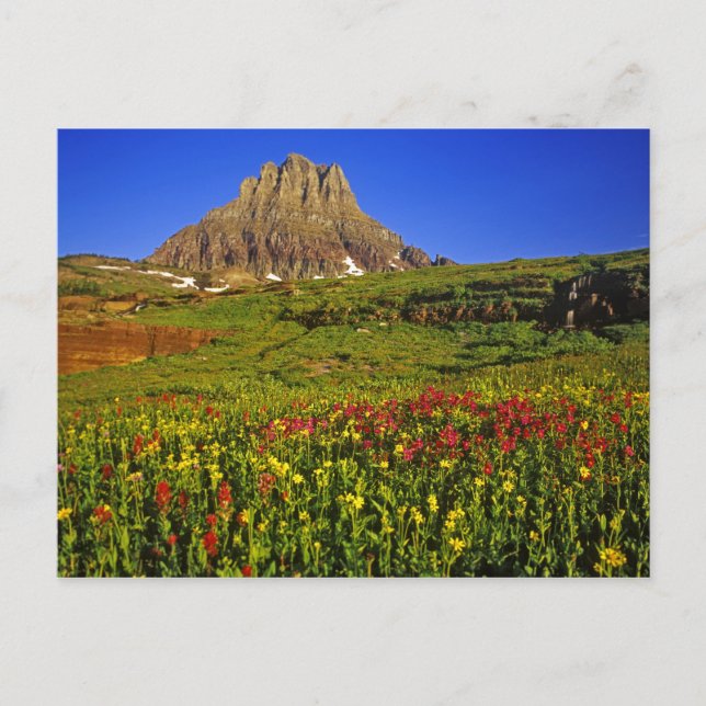 Alpine Wildblumen am Logan Pass im Gletscher Postkarte (Vorderseite)
