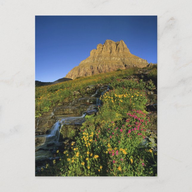 Alpine Wildblumen & Mt Clemens am Logan Pass Postkarte (Vorderseite)
